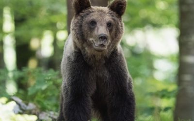 Јапонија ја ангажира армијата и дронови кои емитираат звуци од лаење на кучиња заради зачестените напади од мечки