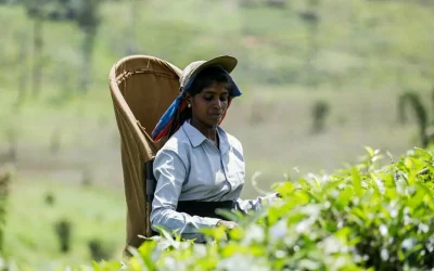 Производството на чај во Индија опадна во октомври
