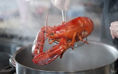 Британија подготви закон за забрана на готвење живи јастози и ракови