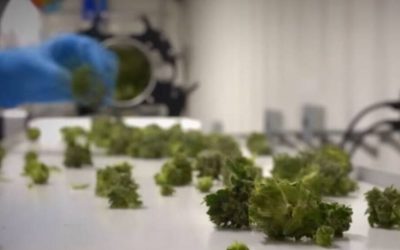 Владата ќе донесе одлуки за построга контрола при одгледувањето медицинска марихуана